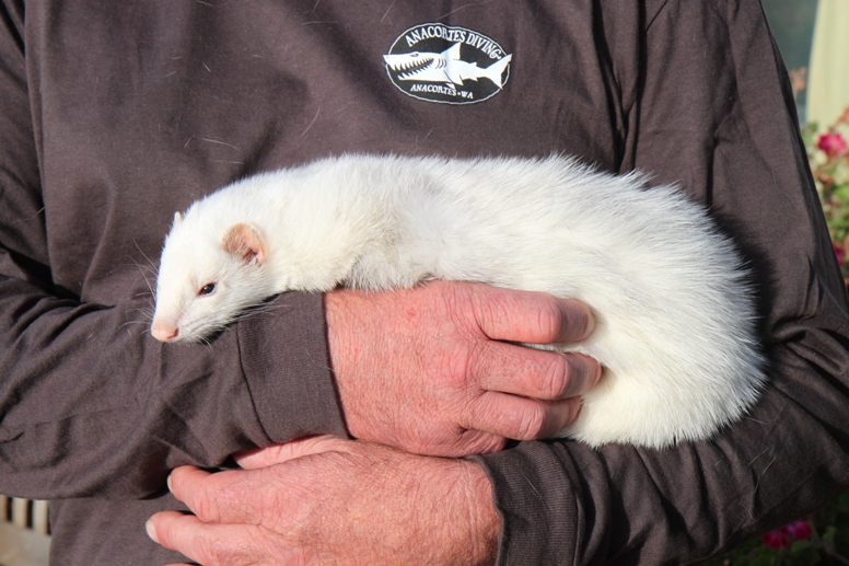 ferret